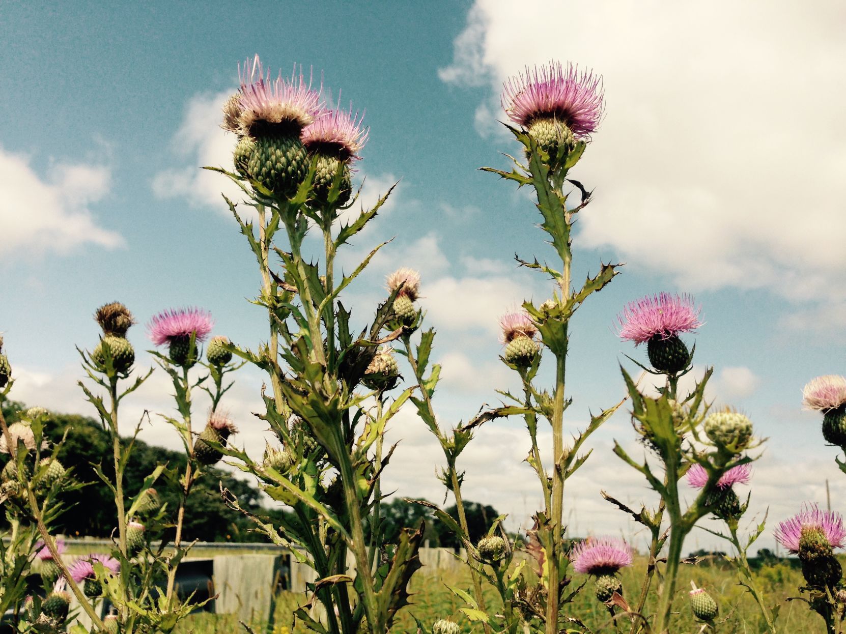 Tall thistle